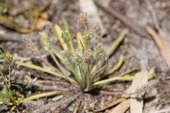 Plantago bellardii