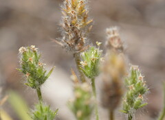 Plantago bellardii