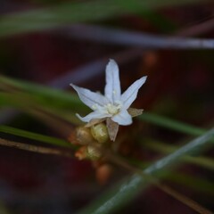 Drosera paleacea
