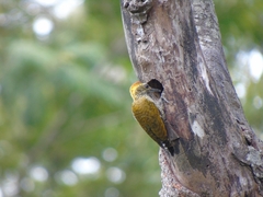 Dryobates maculifrons