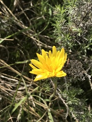 Microseris lanceolata