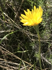 Microseris lanceolata