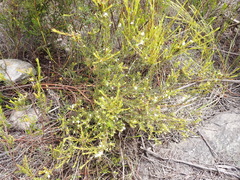 Lachnaea diosmoides