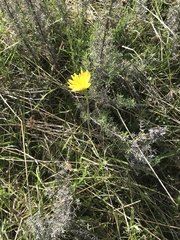Microseris lanceolata