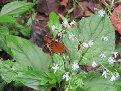 Heliconius numata