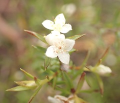 Lachnaea diosmoides