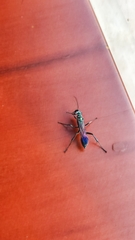 Chalybion bengalense