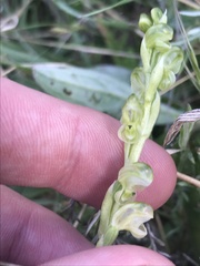 Pterostylis crassicaulis