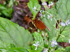 Heliconius numata