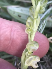 Pterostylis crassicaulis
