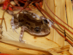 Kassina senegalensis