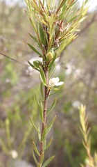 Lachnaea diosmoides
