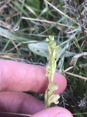 Pterostylis crassicaulis