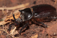 Cyphonistes vallatus