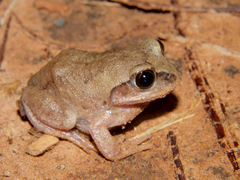 Bocage's Burrowing Frog photo 2