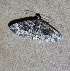 Eucymatoge peplodes
