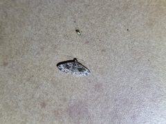 Eucymatoge peplodes