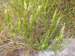 Erica densifolia