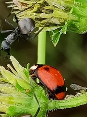 Coelophora biplagiata