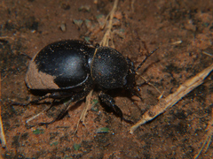 Ocnodes scrobicollis