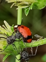 Coelophora biplagiata
