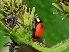 Coelophora biplagiata