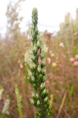 Erica densifolia