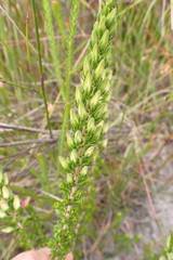 Erica densifolia