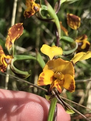 Diuris semilunulata