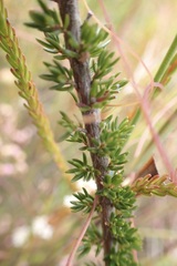 Erica densifolia