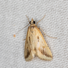 Achyra massalis