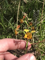 Diuris semilunulata