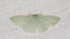 Prasinocyma ocyptera