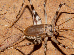 Phaeophilacris bredoides