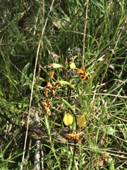 Diuris semilunulata