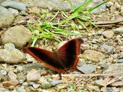 Marpesia zerynthia