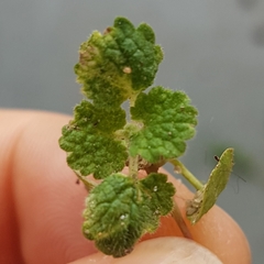 Lamium purpureum