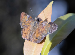 Pseudocoladenia dan