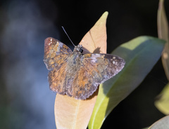 Pseudocoladenia dan