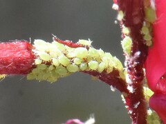 Aphis spiraecola