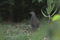 Pternistis natalensis
