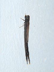 Atractocerus brevicornis