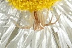 Sidymella trapezia