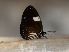 Euploea radamanthus