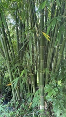 Dendrocalamus