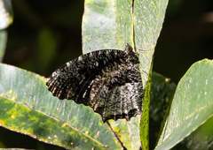 Elymnias nesaea