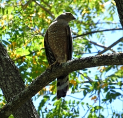 Accipiter bicolor