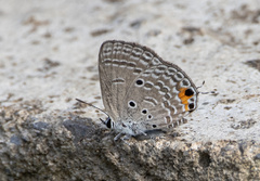 Luthrodes pandava
