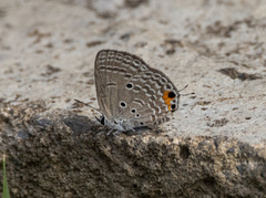 Luthrodes pandava