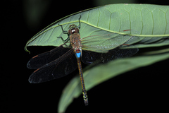 Anax ephippiger
